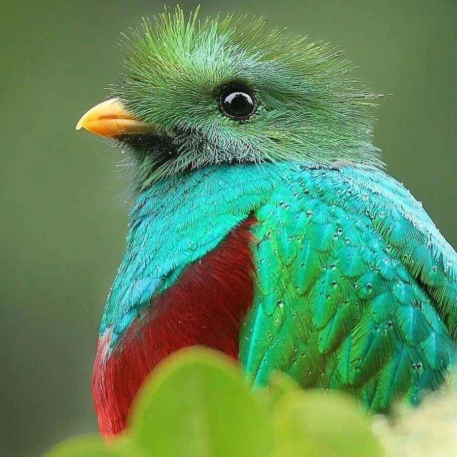 Cabinas El Quetzal San Gerardo de Dota Bagian luar foto