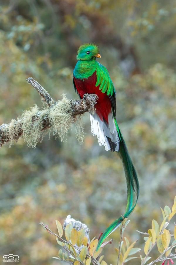 Cabinas El Quetzal San Gerardo de Dota Bagian luar foto