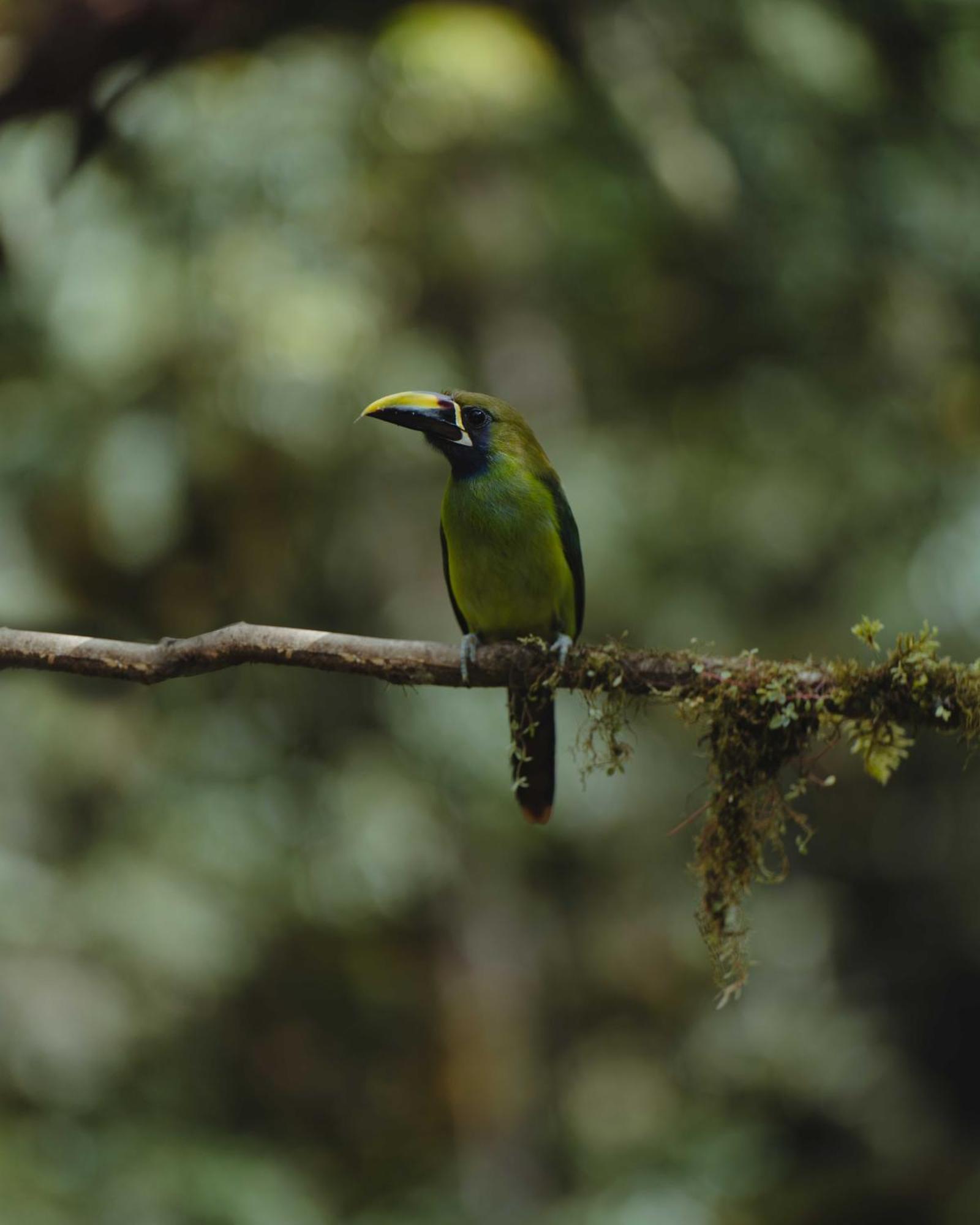 Cabinas El Quetzal San Gerardo de Dota Bagian luar foto